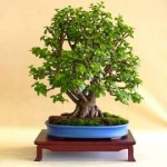 bonsai-krassula-1.jpg