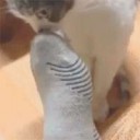 smell-cat-sock.gif
