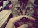 catmoustacheswagFavimcom299930large.jpeg