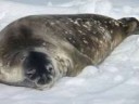 weddell-seal2.jpg