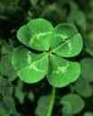 12969106474-leaf-clover.jpg