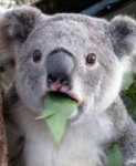 коала.jpg