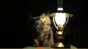 охуительные-истории-кошка-живность-лампа-1051445.jpeg