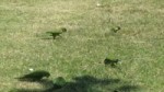 15 - Зеленые попугаи (convert-video-online.com).webm