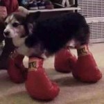 dog-boxing-glove-57ba6ac73a6ad.jpeg