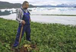 greenland-potato-farming-809.jpg