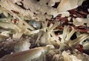 1-Уникальная пещера кристаллов-гигантов в Мексике.jpg