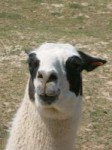 llama2byscatcat.jpg