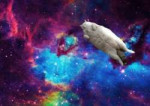 1497915833space-cat-wallpaper-2.jpg