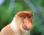 longnosedmonkey3.jpg