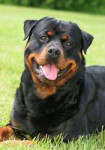 Rottweiler-5-645mk062811[1].jpg