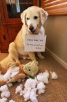 funny-dog-shaming-28jpg.jpg