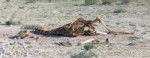 25174389-killed-giraffe-in-etosha-national-park-namibia.jpg