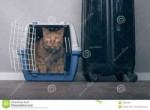 traveling-cat-ginger-pet-carrier-next-to-suitcase-n-1203844[...].jpg