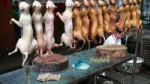 meat-market-dogs.jpg