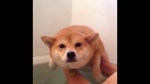 Shiba Inu.mp4