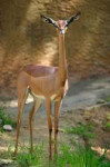 gerenuk.jpg