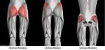 anatomy-of-ab-butt-muscle-the-butt-muscles-fitmachtgesund-de.jpg