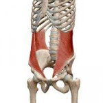 musculusobliquusinternusabdominis-700.png