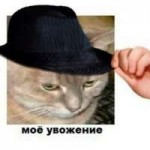 cat (21).jpg