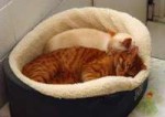 Bennie-and-Beau-in-bed.jpg