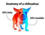 anatomy-of-a-chihuahua-50-hate-50-tremble-4063011.png