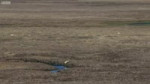 Wolf Pack Hunts A Hare - The Hunt - BBC Earth.webm