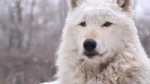 Alawa the Wolf - Snow Queen.webm