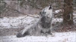 Beautiful Black Wolf Zephyr Howls in the Snow.webm