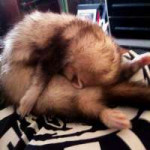 cute-funny-ferrets-1700.jpg