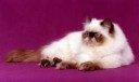 beautiful persian cat new.jpg