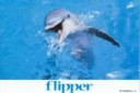flipper3
