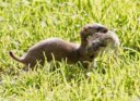 weasel-with-mouse-small.jpg-550x0