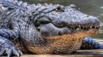 Bolshoj-krokodil.jpg