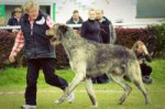 Irish-Wolfhound-Ireland-2014.jpg