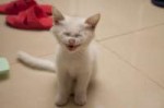 Laughing-Cat.jpg