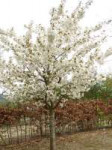 Blushing-Bride-Flowering-Cherry-Tree.jpg