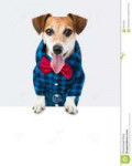 dog-jack-russell-terrier-beautiful-fashion-clothing-blue-sh[...].jpg