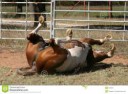 rolling-horse-323452.jpg