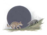 feral1603649595.stinabbadgercoyotexs.png