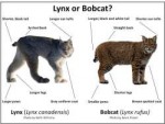 bobcat-vs-lynx.jpg