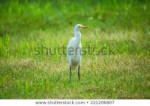 great-egret-standing-middle-grass-450w-221206807.jpg