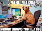 dog on the internet.jpg