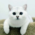 белый кот.jpg