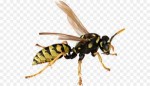 kisspng-hornet-bee-ant-wasp-clip-art-pest-cliparts-5a873acf[...].jpg