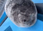 silly-seal-seal.gif