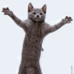 FunnyPicturesAnimatedDancingCat[1].gif~c200