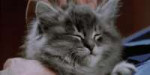 cat-gifs-to-relax.gif