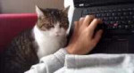 cati.gif