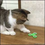 Funny-Cat-Gifs-for-Laugh-2[1].gif
